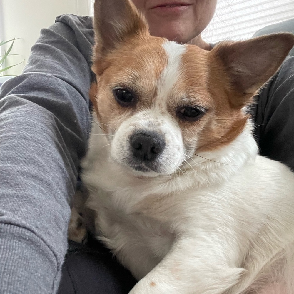 Meet your Posher, Posh